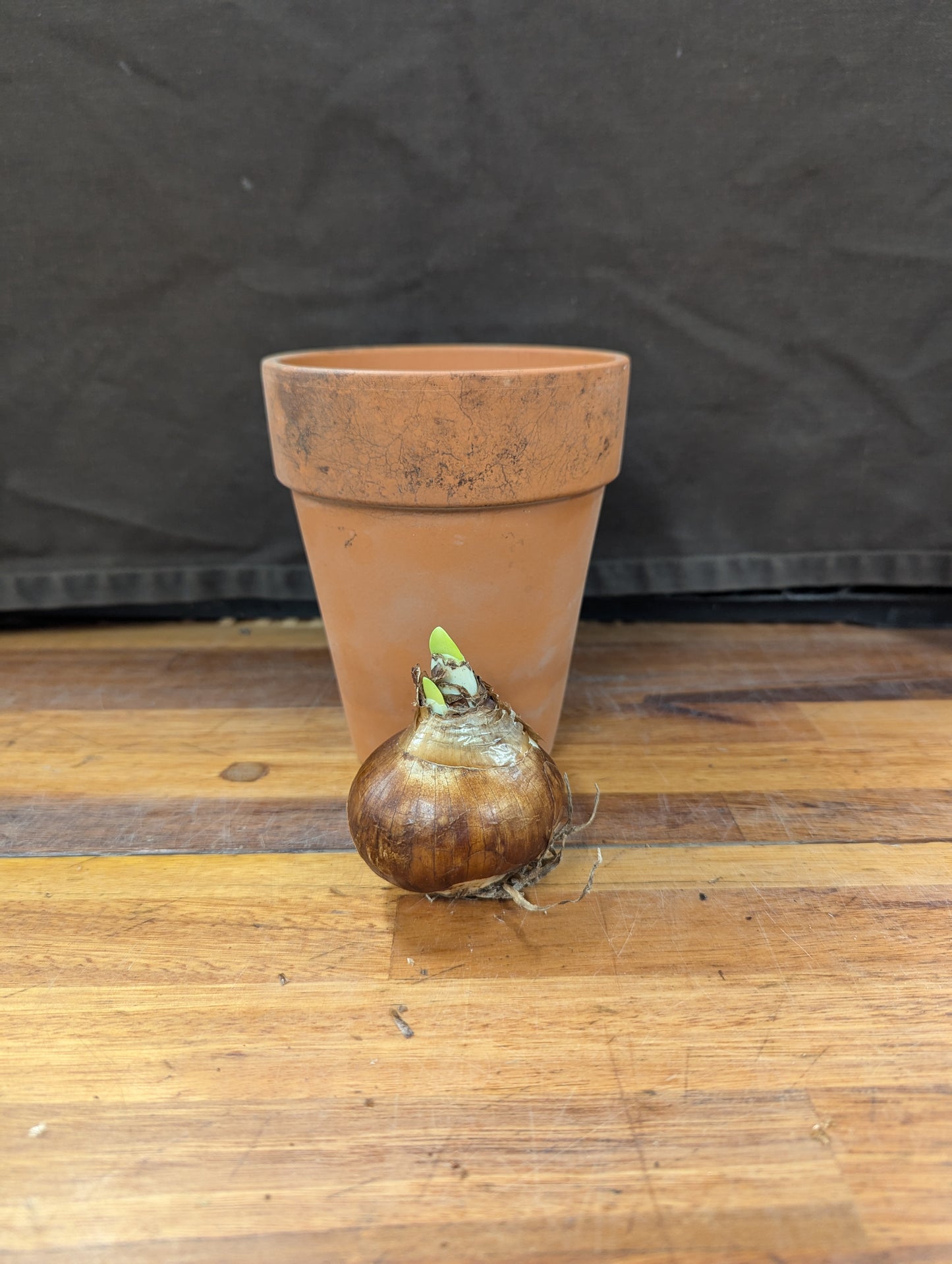 Gift Kit - Paperwhites Forcing Kit (Small)