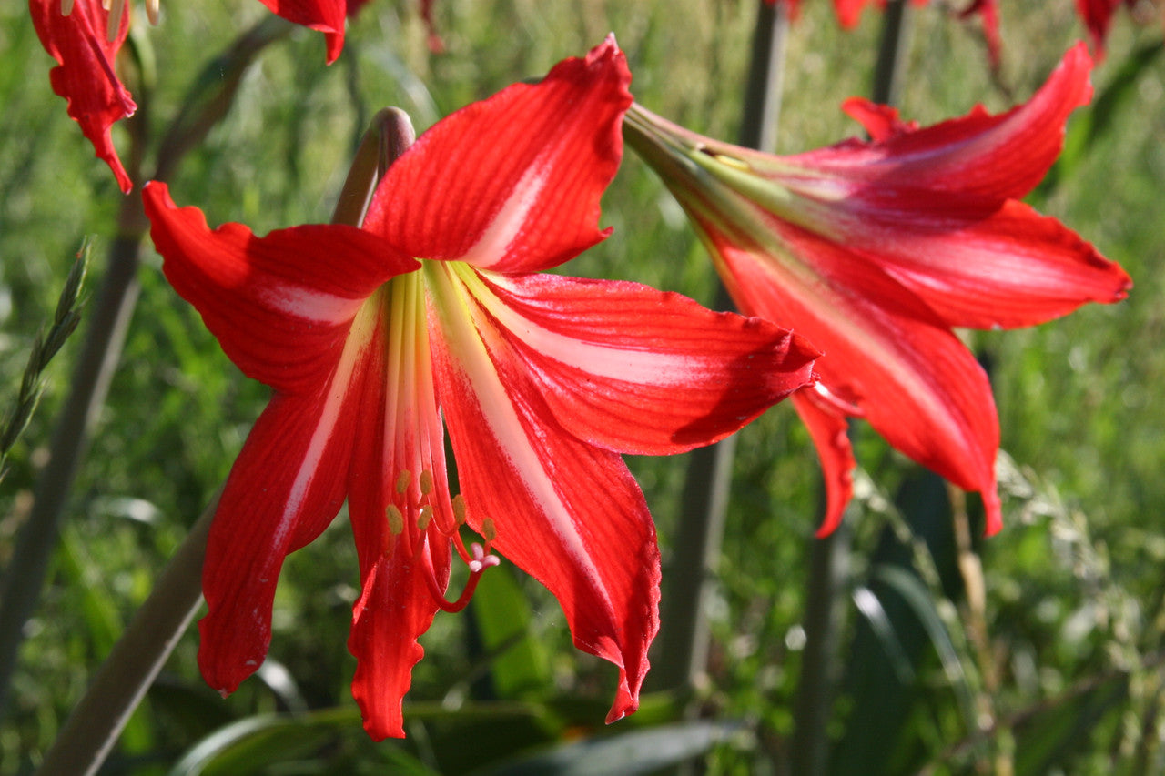 Hardy Amaryllis (Hippeastrum x johnsonii) – The Southern Bulb Co