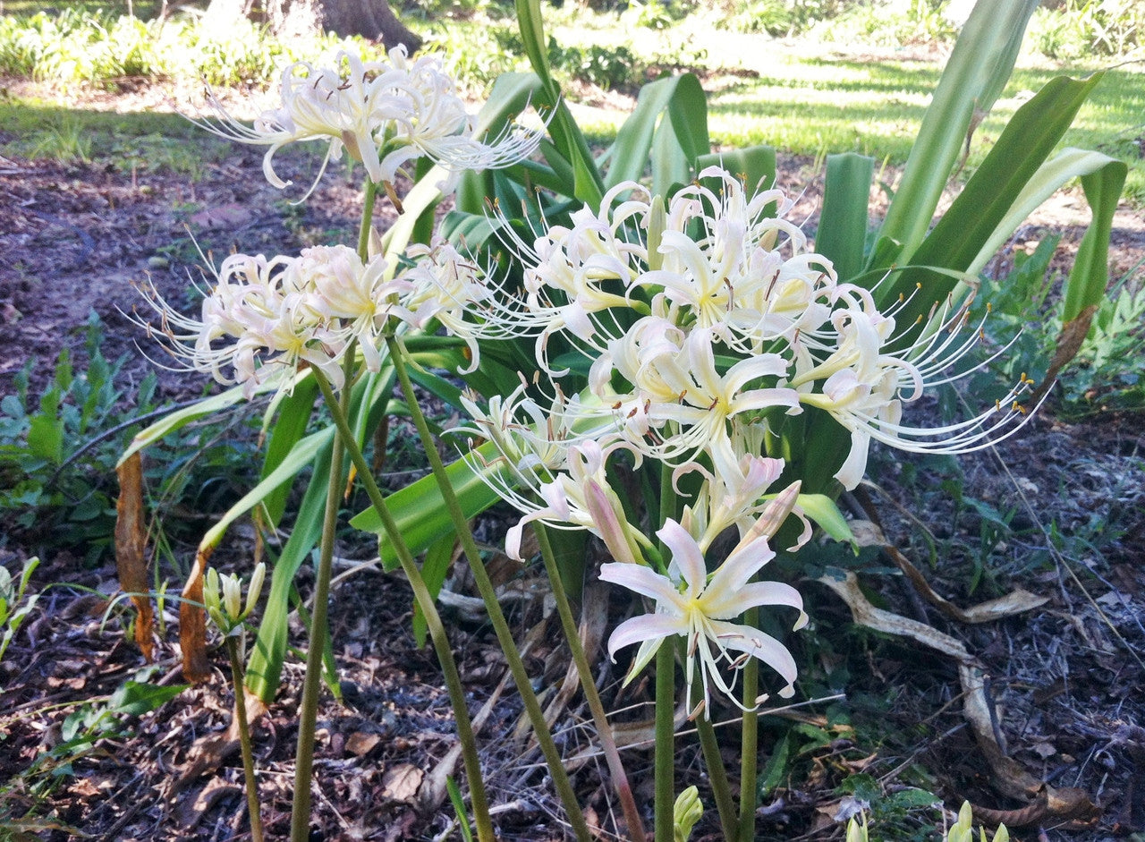 White Spider Lily (Lycoris albiflora)