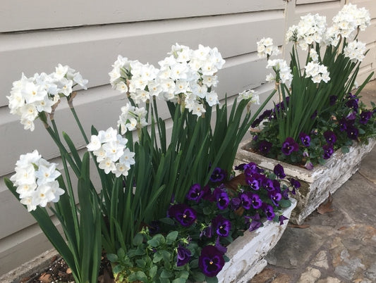 Gift Kit - Paperwhites Forcing Kit (Medium)