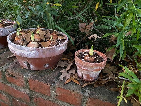 Paperwhites For Forcing Narcissus 'Inbal' - 10 bulbs