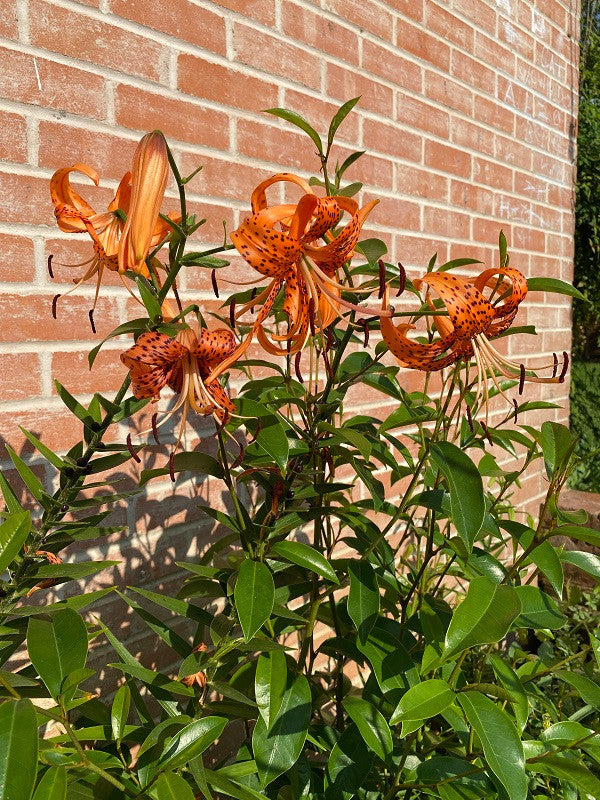 Lilium lancifolium 'Tiger Lily' - 2 bulbs