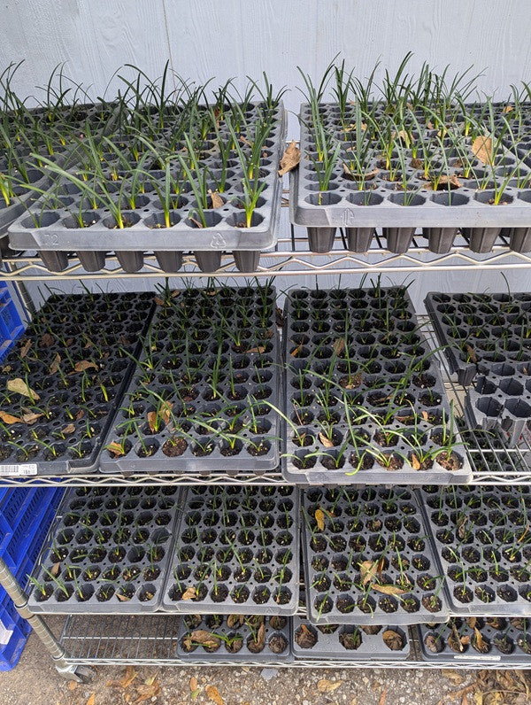 White Spider Lily (Lycoris albiflora) - 12 plugs