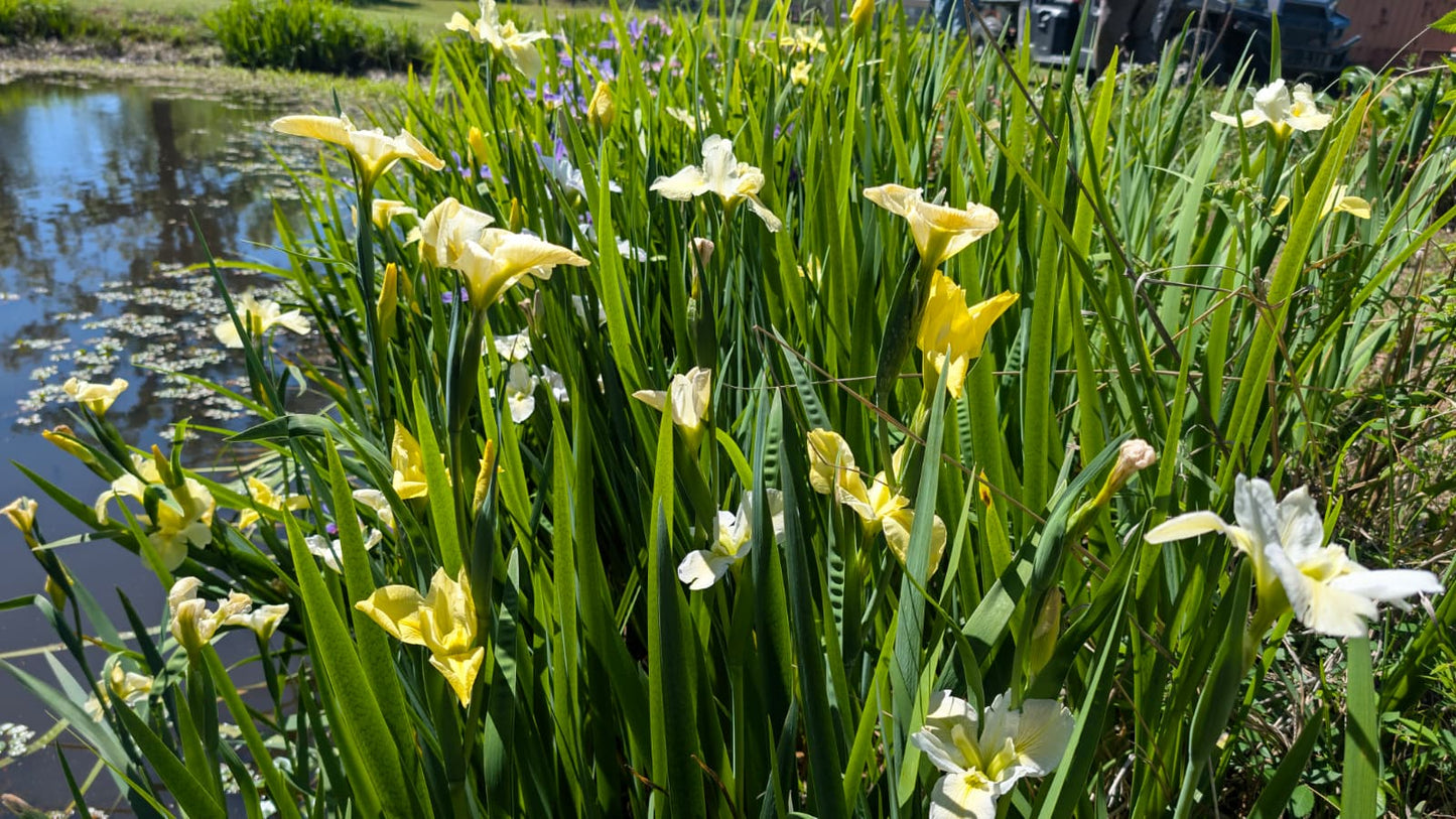Louisiana Iris - 1 rhizome