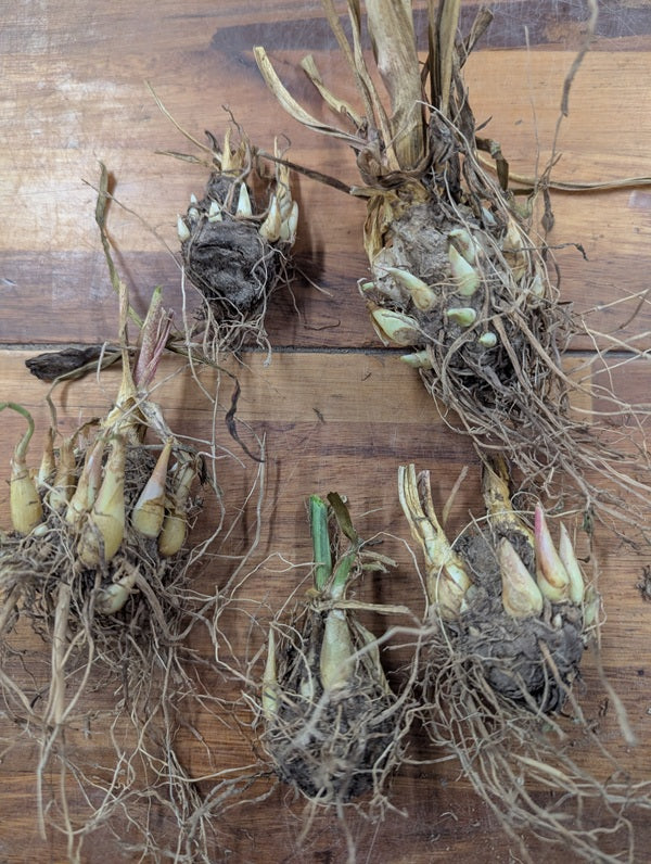 Double Tuberose (Polianthes)- 5 tubers
