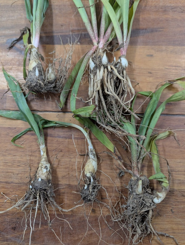 Single Tuberose (Polianthes) 5 tubers