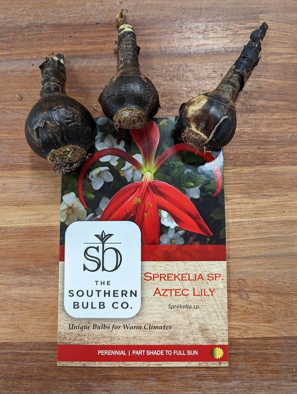 Sprekelia formosissima sp. 'Aztec Lily' - 3 bulbs