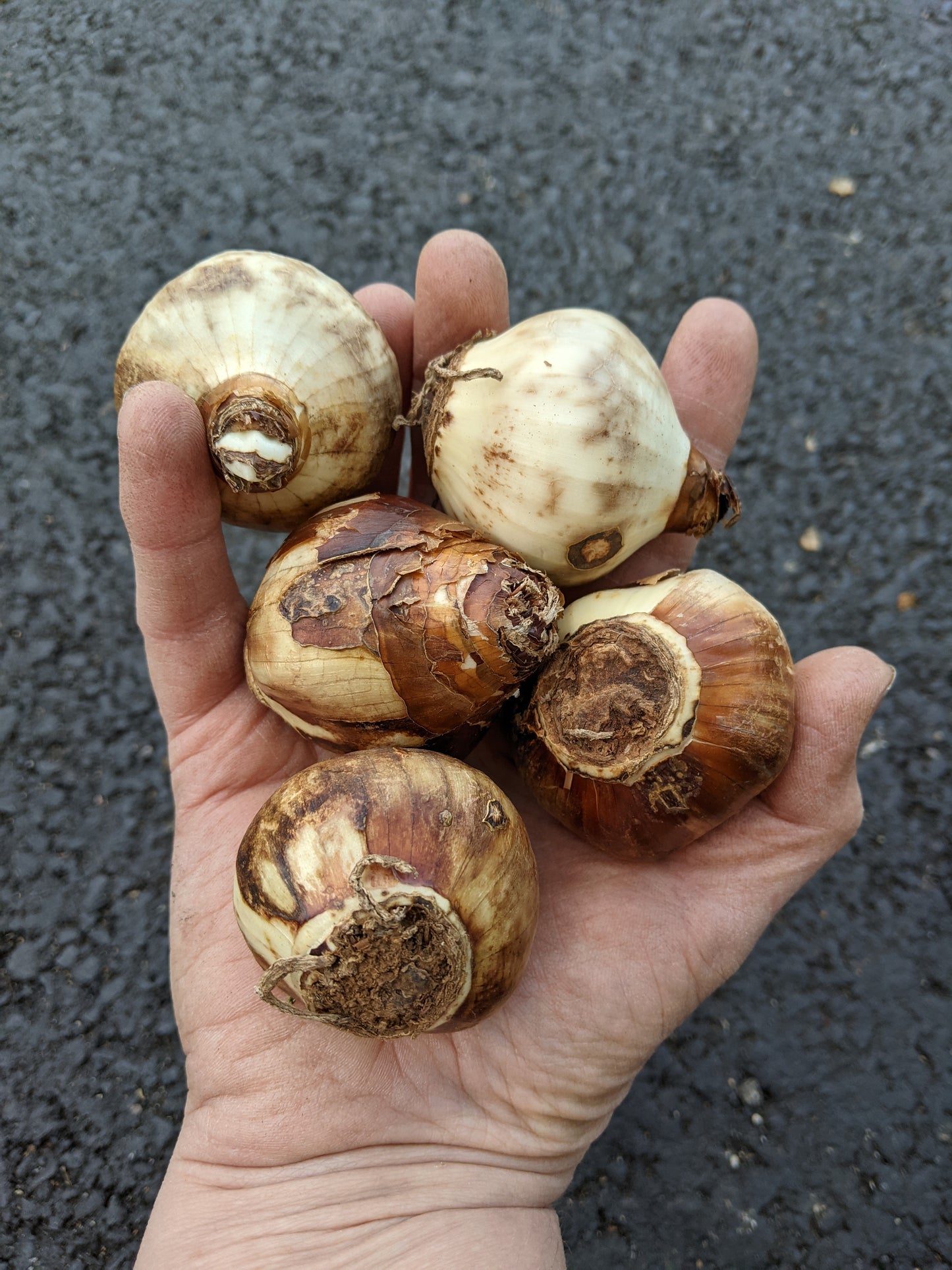 Paperwhite for Forcing Narcissus 'Ziva' - 5 bulbs