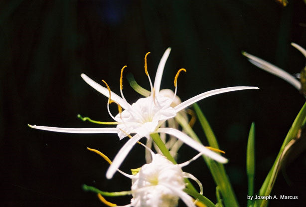 Hymenocallis liriosme (native) - "Texas Spider Lily" - 2 Bulbs!