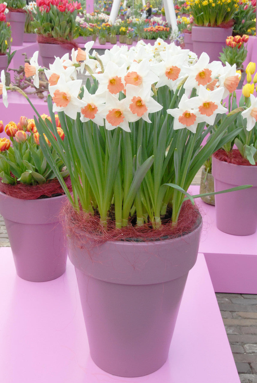 Daffodil 'Accent' - 5 bulbs