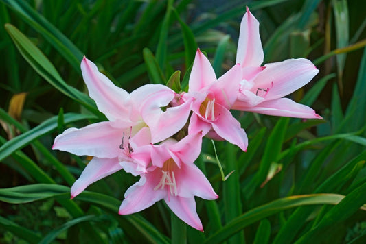 Available Now! - Amarcrinum howardii (Crinodonna) (1 bulb) Zones 8-10