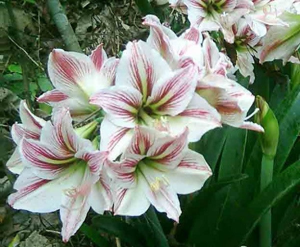 Hippeastrum vittatum - 3 bulbs