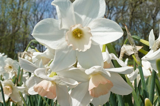 Daffodil 'Amore Mio' - 5 bulbs