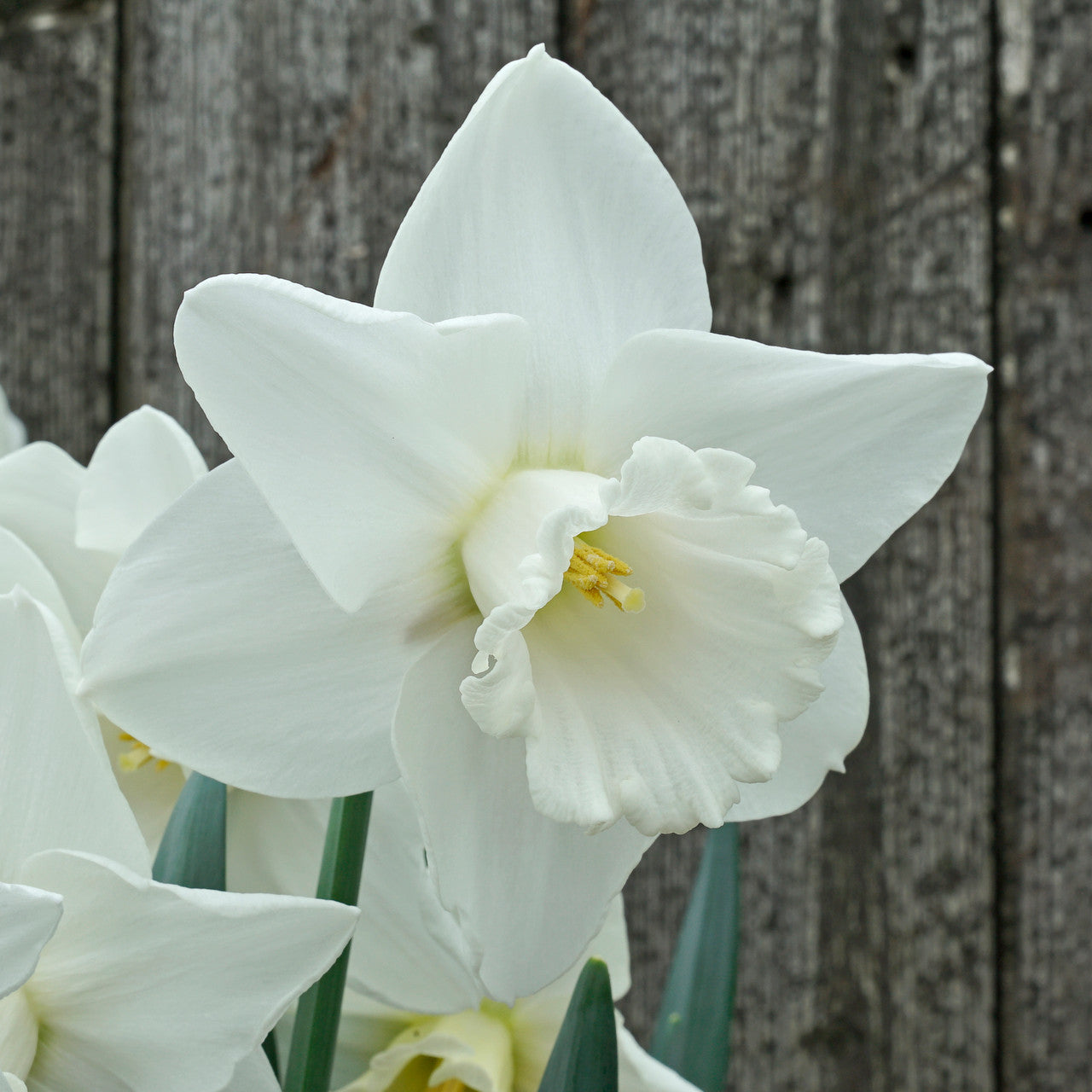 Daffodil 'Amos Pettingill' - 5 bulbs