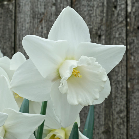 Daffodil 'Amos Pettingill' - 5 bulbs