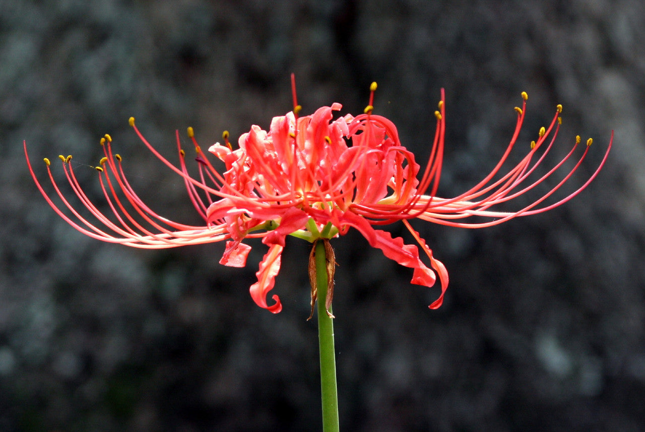 heirloom spider plant Red Spider Lily (Lycoris radiata) Southern Heirloom Triploid