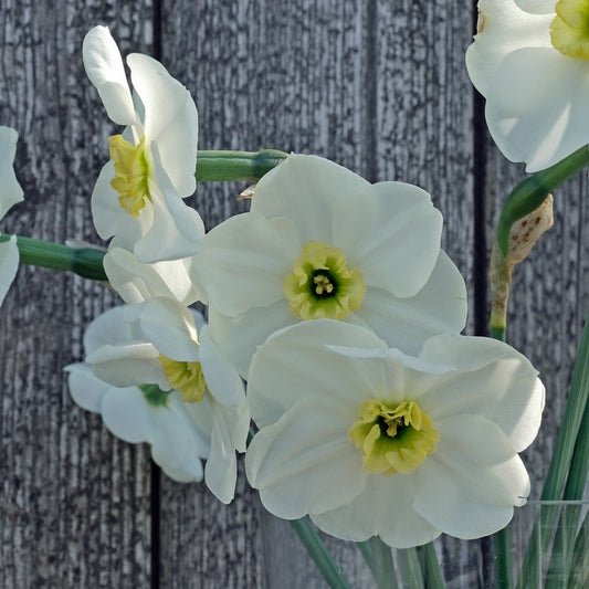 Daffodil 'Beauty of Burgerbrug' - 5 bulbs