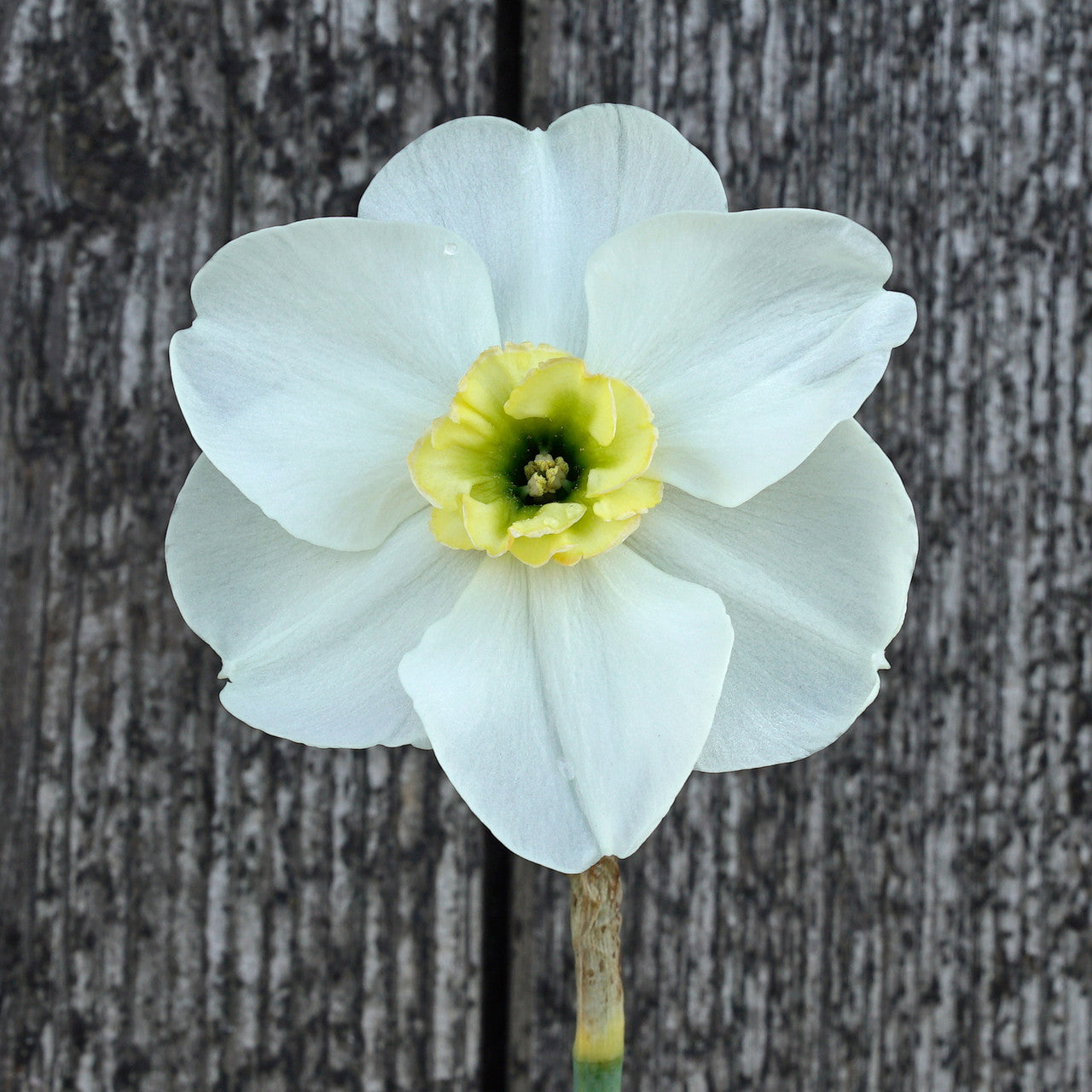 Daffodil 'Beauty of Burgerbrug' - 5 bulbs