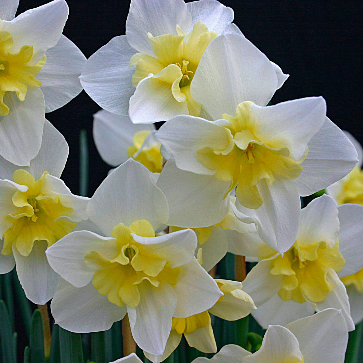 Daffodil 'Bella Estrella' - 5 bulbs