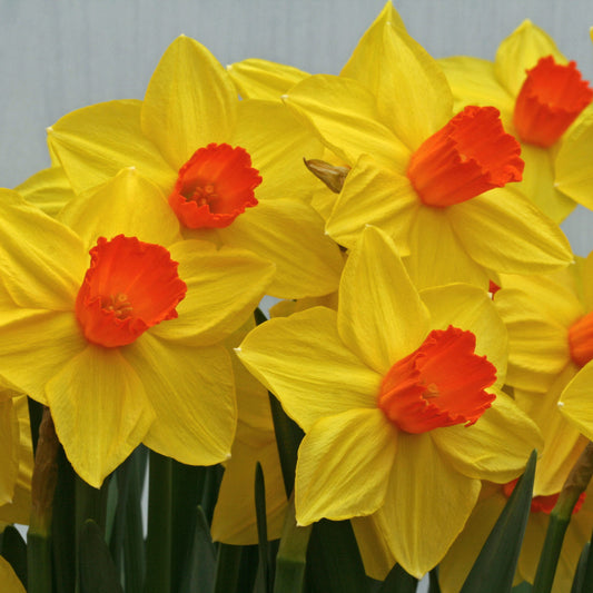Daffodil 'Brackenhurst' - 5 bulbs