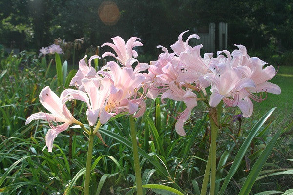 Naked Lady (Lycoris squamigera) - 2 bulbs