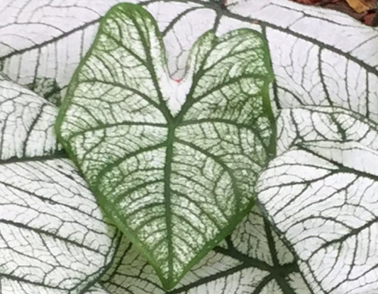 Caladium 'Candidum' - 5 tubers