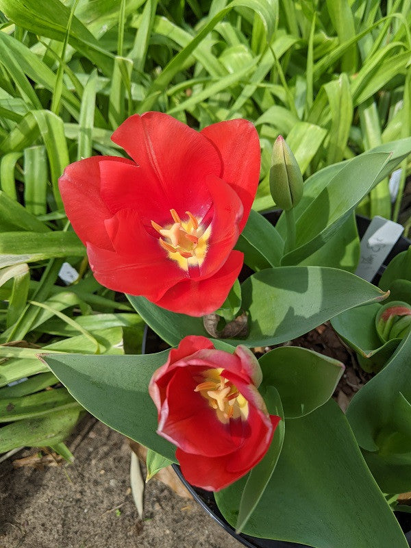 Tulipa 'Van Eijk' - 5 bulbs