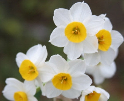 the five lily white Narcissus tazetta orientalis 'Chinese Sacred Lily'