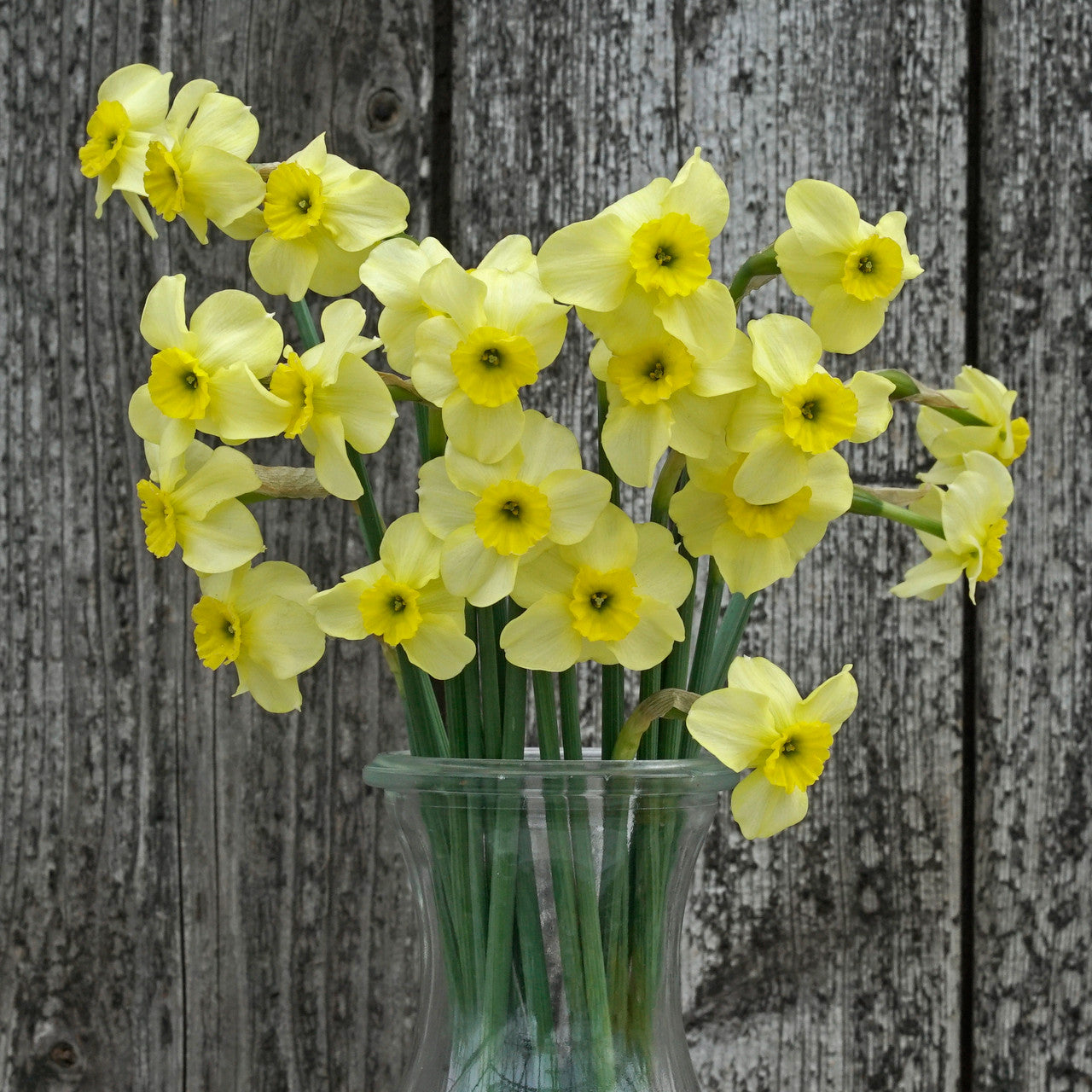 Daffodil 'Clare' - 5 bulbs