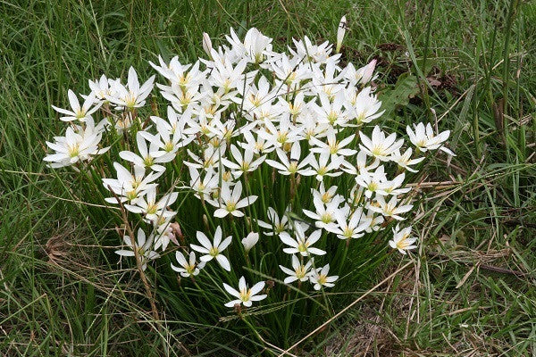 lily white appendix Zephyranthes candida 'White Rain Lily'