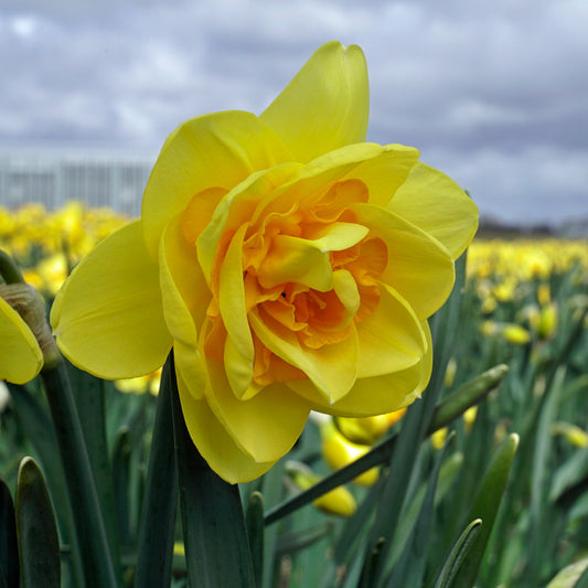 Daffodil 'Crackington' - 5 bulbs