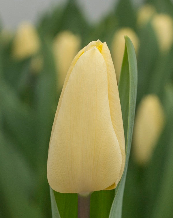 Tulipa 'Creme Fraiche' - 5 bulbs