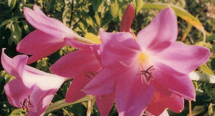 Currently Unavailable (Pack of 1) Deep Pink Colored Rare Crinum.