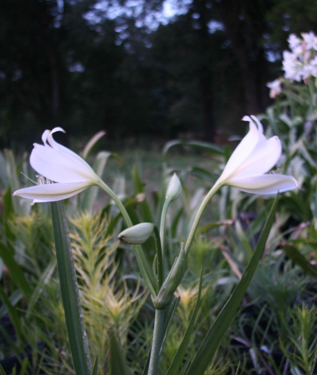 Currently Unavailable (Pack of 1) Wonderfully clean foliage and vanilla scented blooms.