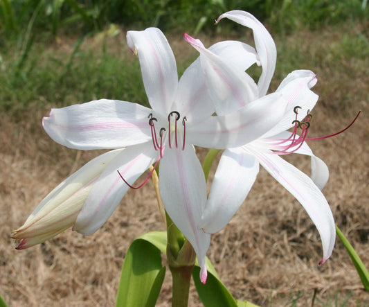 Currently Unavailable (Pack of 1) A strappy and tough white crinum.