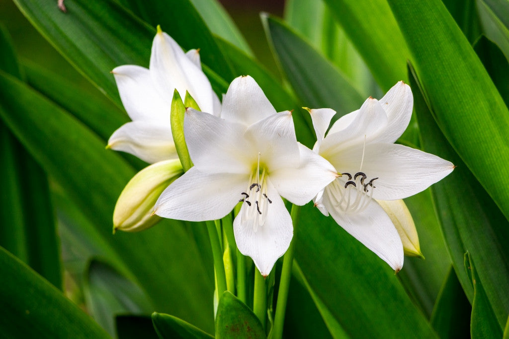 Crinum Jagus - 1 Bulb  The Southern Bulb Co.
