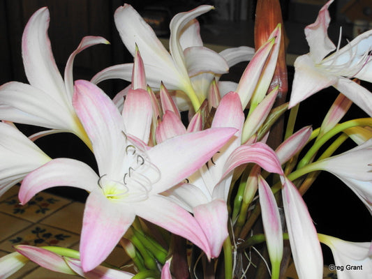 Crinum 'Summer Nocturne' - 3 bulbs