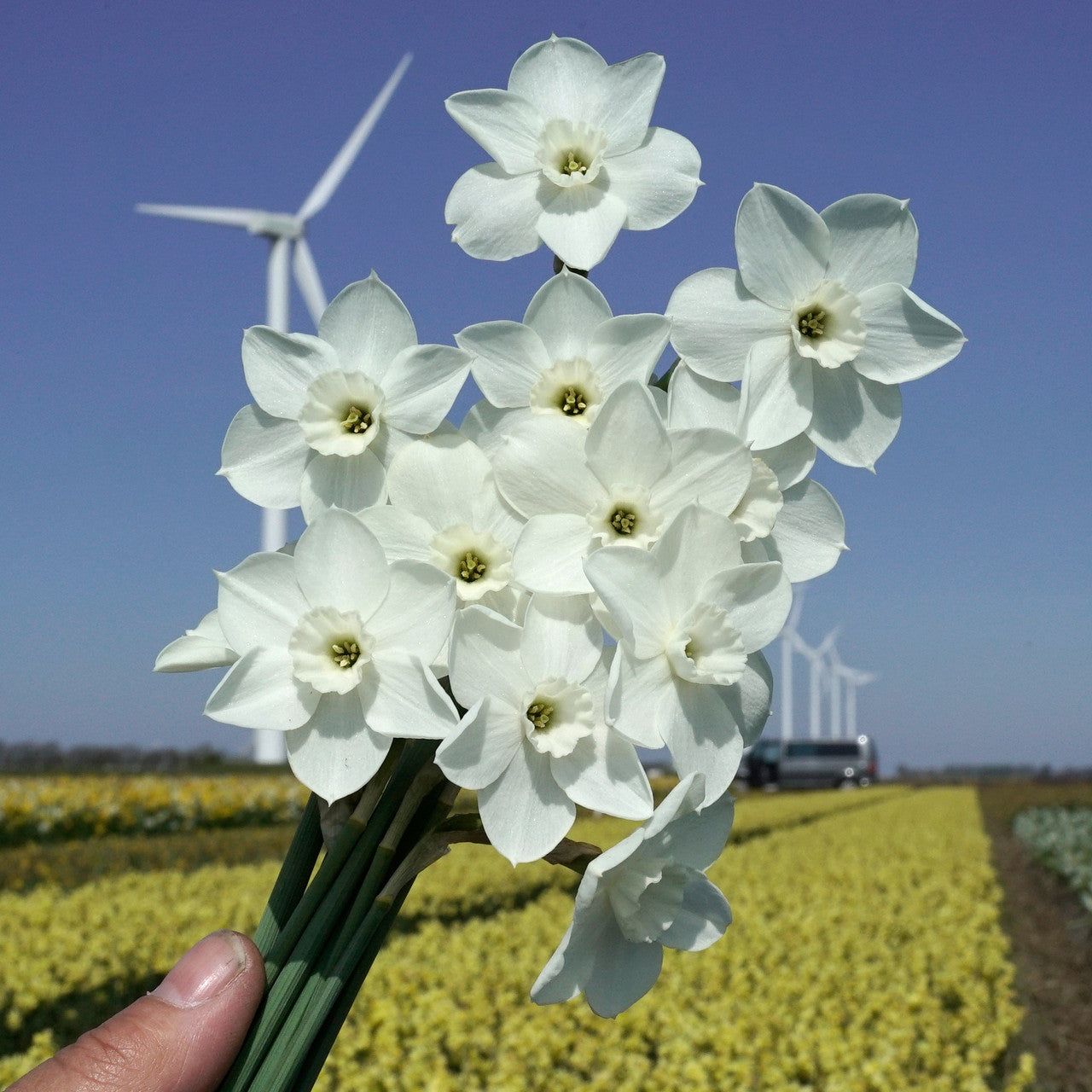 Daffodil 'Dainty Miss' - 5 bulbs