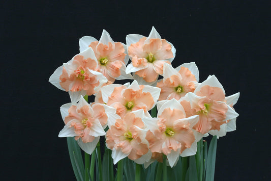Daffodil 'Dance with Me' - 5 bulbs