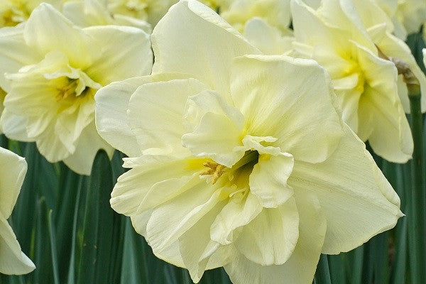 Daffodil 'Dancing Moonlight' - 5 bulbs