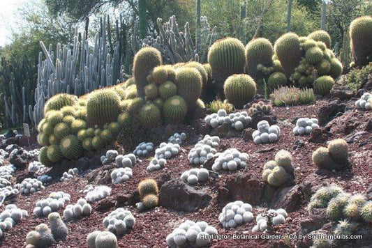(Pack of 3) The Amaryllis belladonna is a lovely, drought-resistant Amaryllis. It sends up naked stalks topped off by 6-12 trumpet-shaped pink blooms in late summer through fall. The blooms emit a nice pink-sweet fragrance. ATTENTION: These bulbs only perform well in California! Do not try to grow them in any other state. Zones 7-10