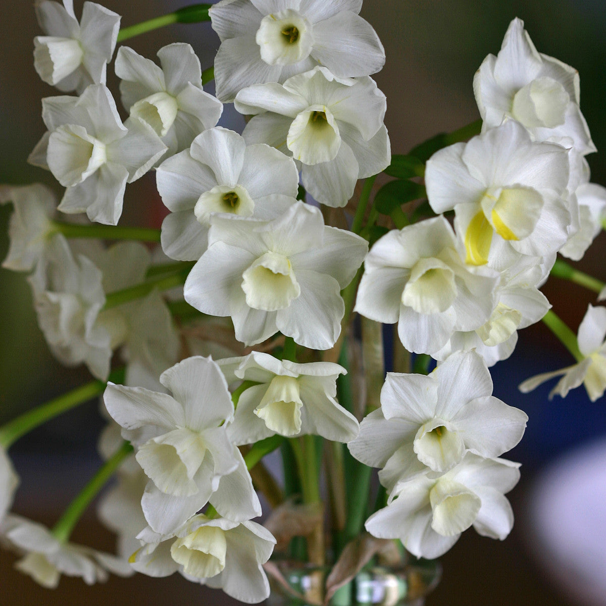 Daffodil 'Desert Bells' - 5 bulbs