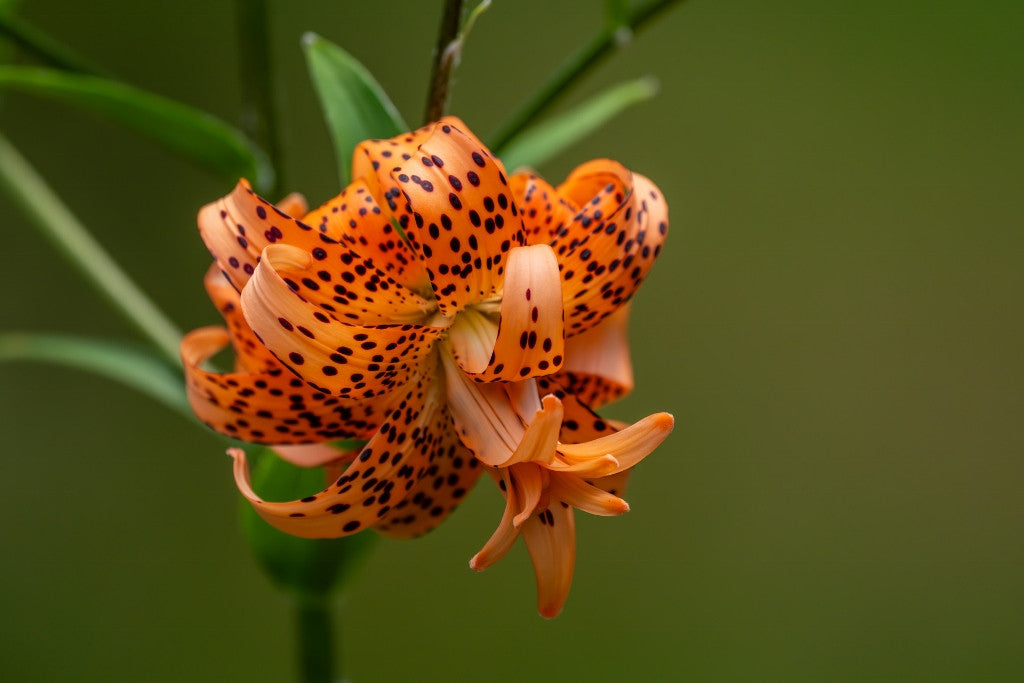 Double Tiger Lily – The Southern Bulb Co.