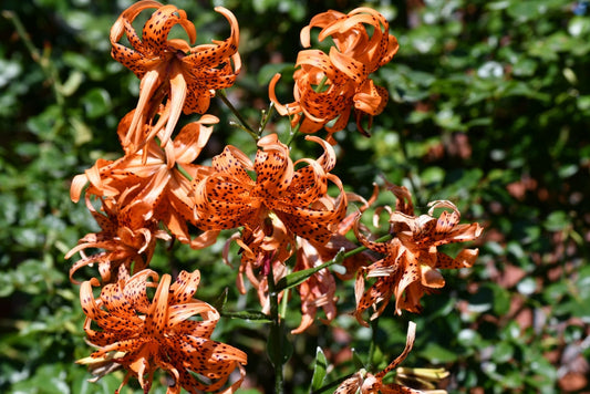 Double Tiger Lily - 3 Bulbs
