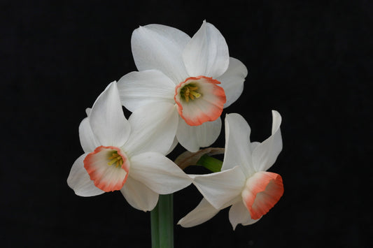 Daffodil 'Elizabeth Ann' - 5 bulbs