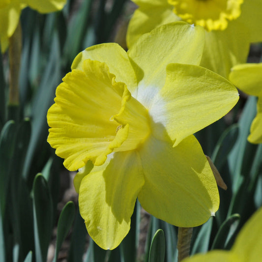 Daffodil 'Fellow's Favorite' - 5 bulbs