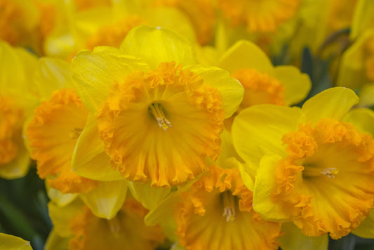 Daffodil 'Ferris Wheel' - 5 bulbs