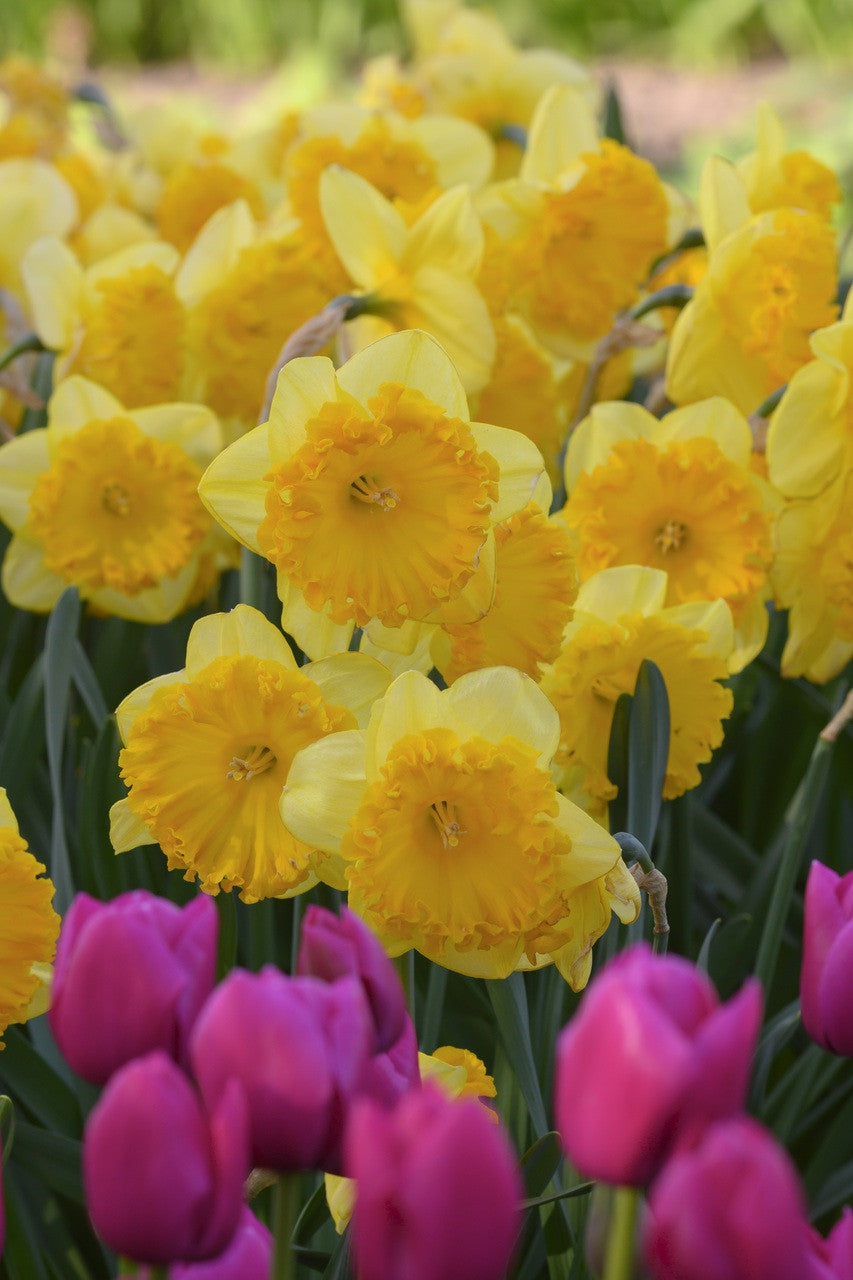 Daffodil 'Ferris Wheel' - 5 bulbs