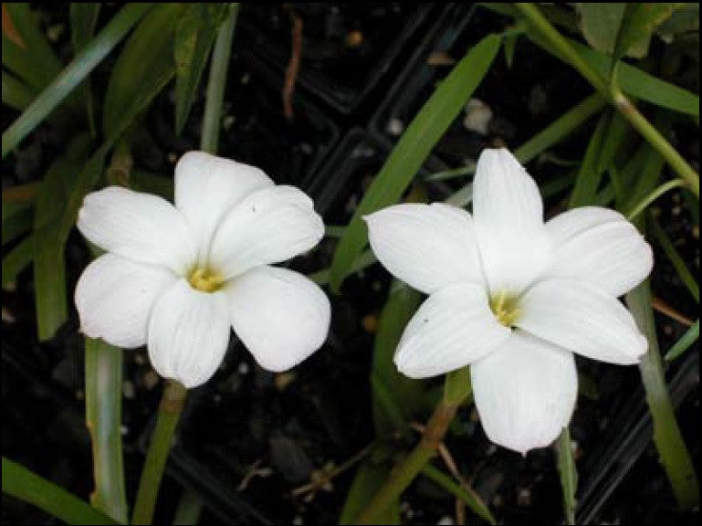 white rain lily bulbs White Labuffarosa Rain Lily