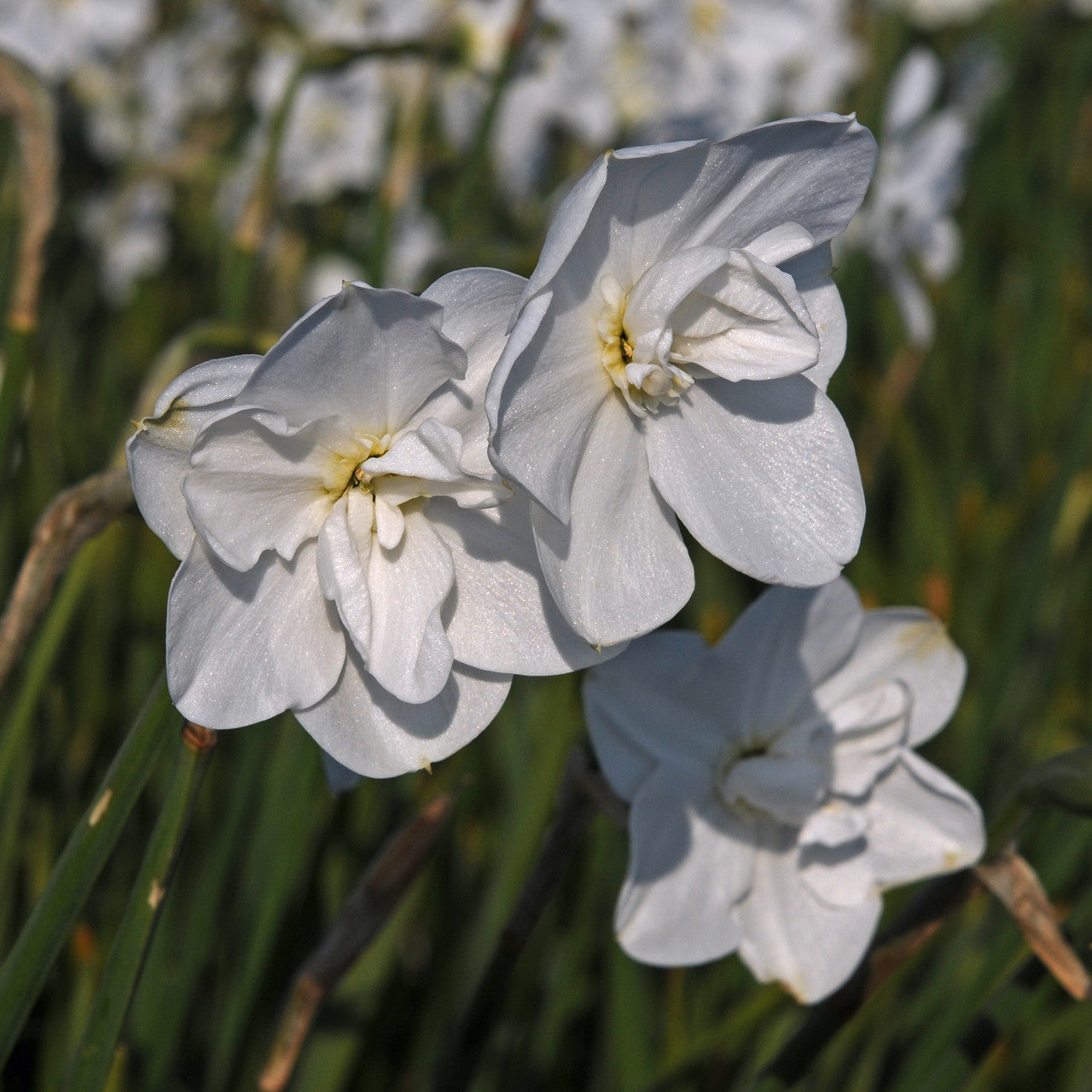 Daffodil 'Frostbite' - 5 bulbs